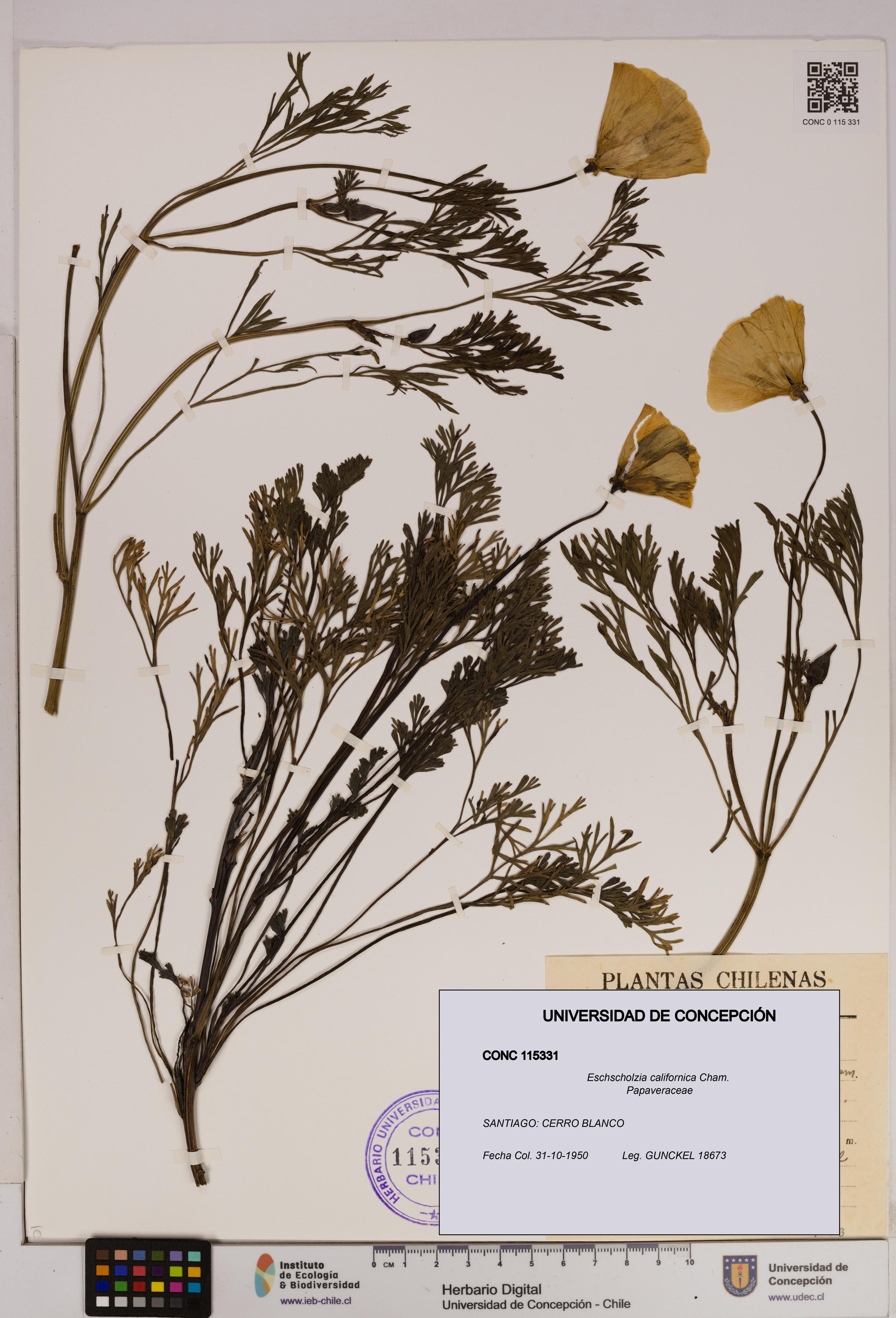 Eschscholzia californica [Espécimen: UDEC:CONC:0115331]