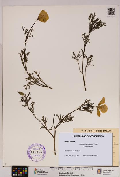 Eschscholzia californica [Espécimen: UDEC:CONC:0115345]