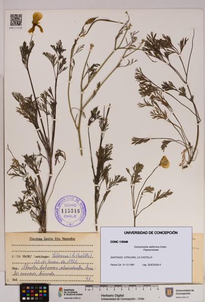 Eschscholzia californica [Espécimen: UDEC:CONC:0115346]