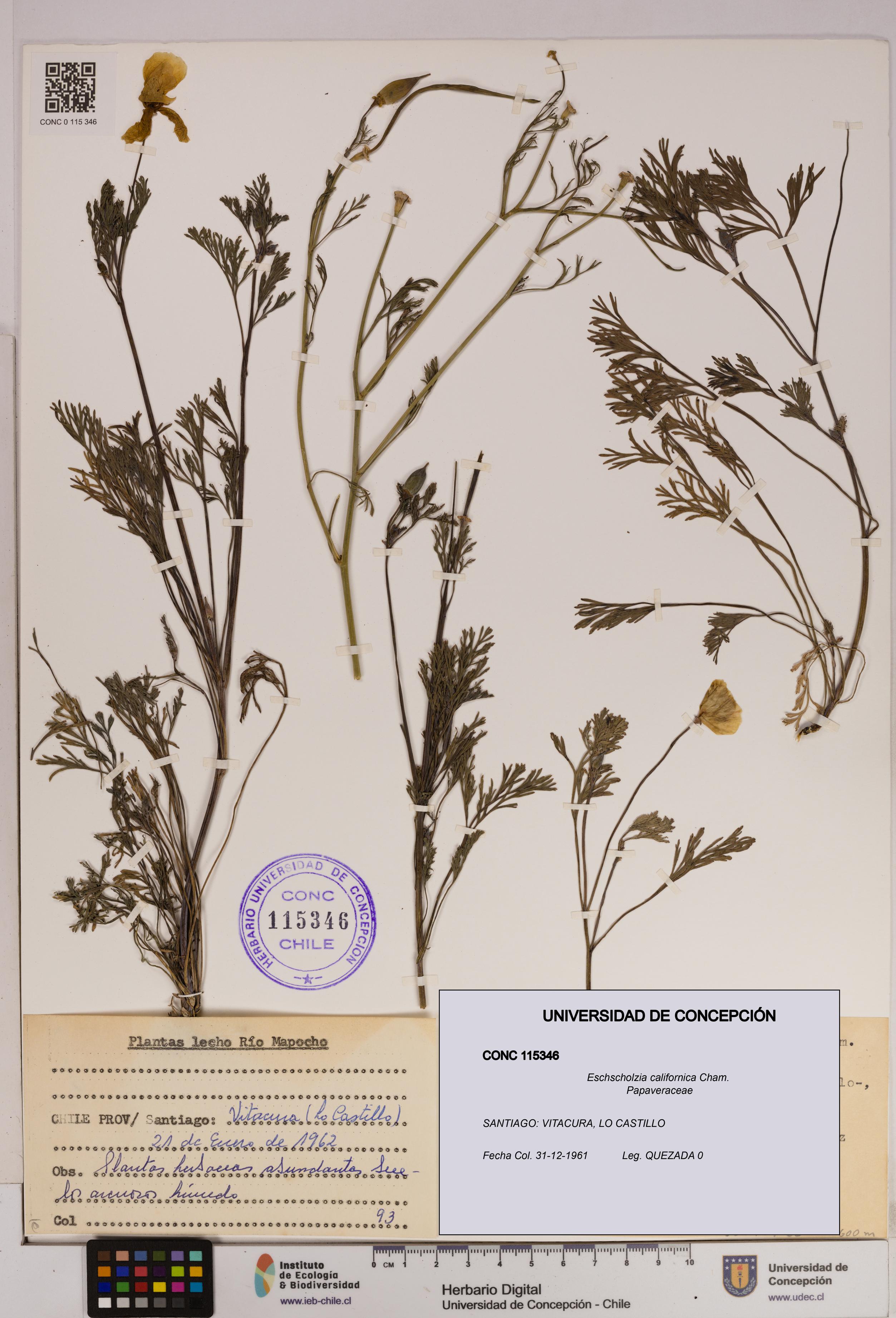 Eschscholzia californica [Espécimen: UDEC:CONC:0115346]