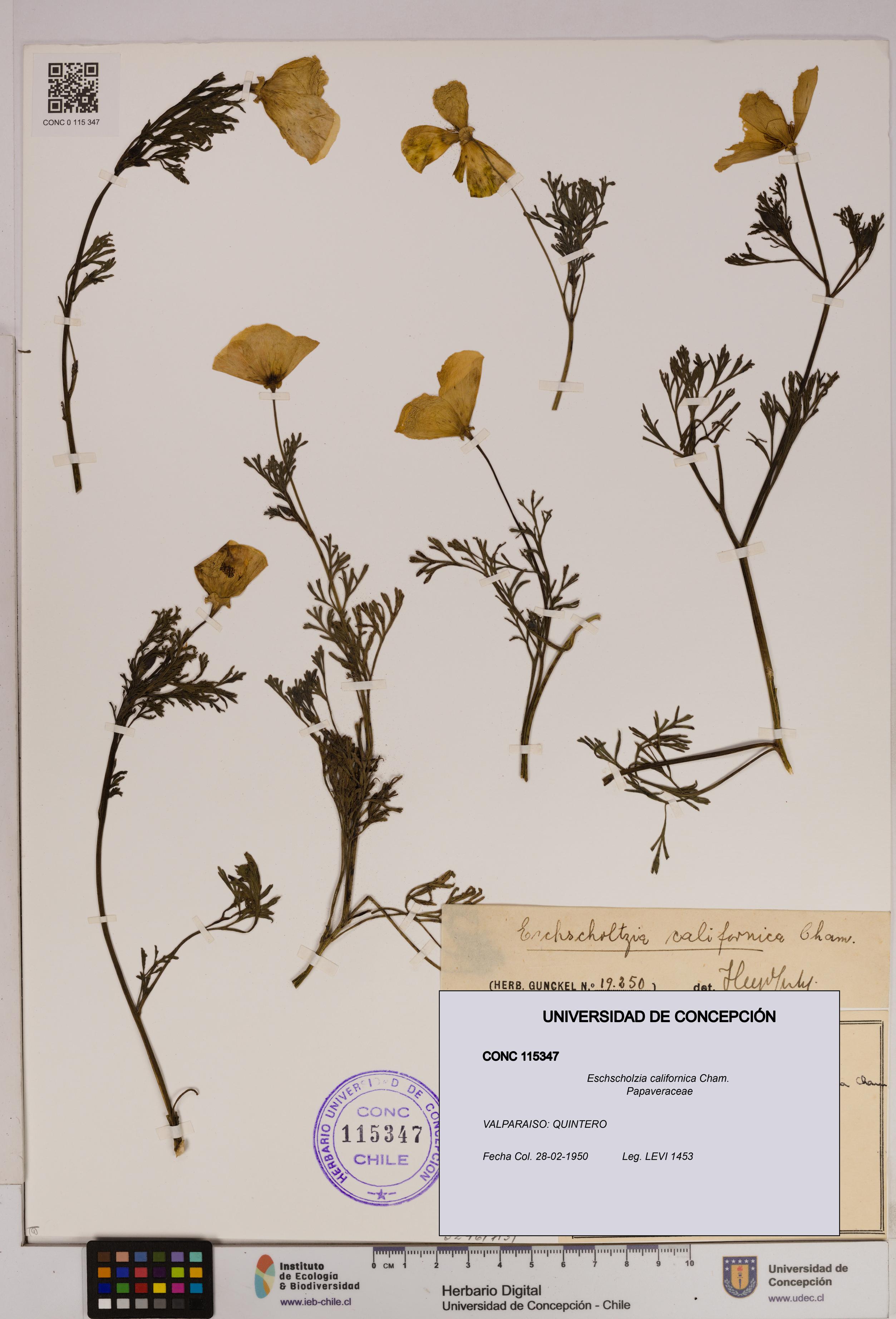 Eschscholzia californica [Espécimen: UDEC:CONC:0115347]