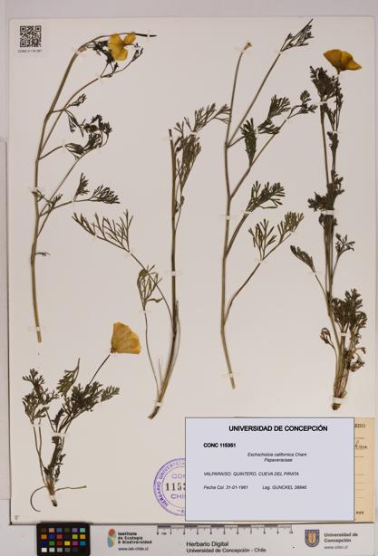 Eschscholzia californica [Espécimen: UDEC:CONC:0115351]