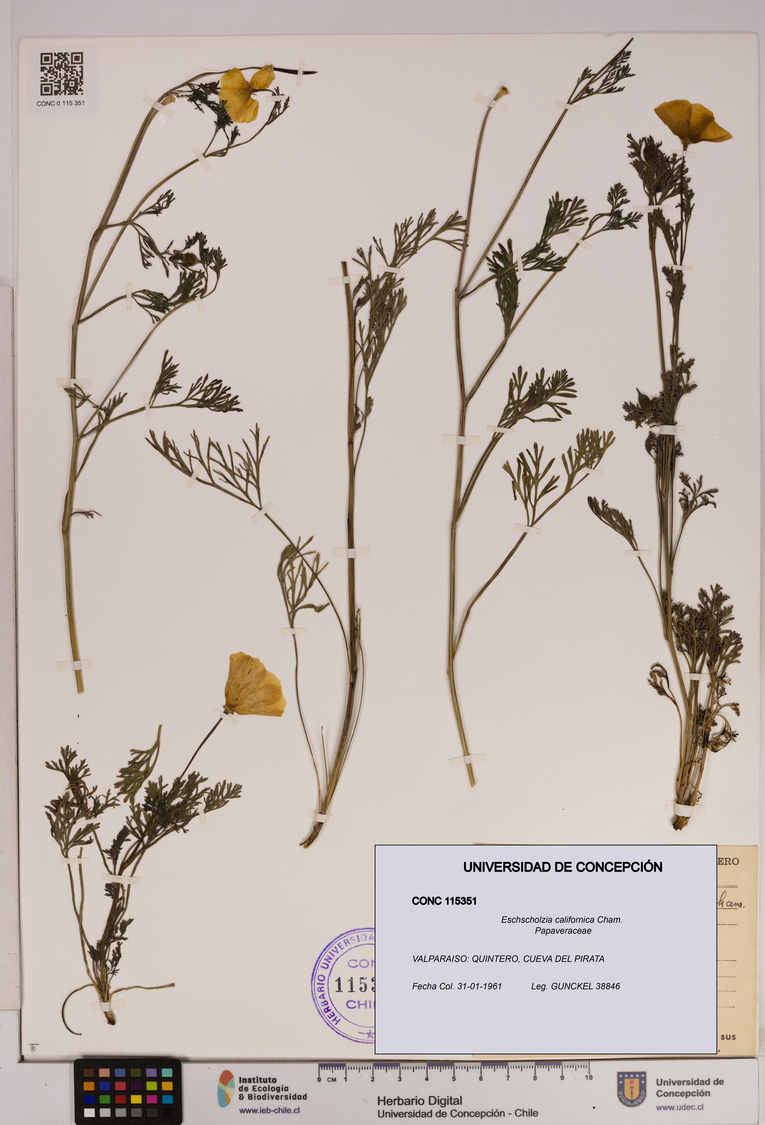 Eschscholzia californica [Espécimen: UDEC:CONC:0115351]