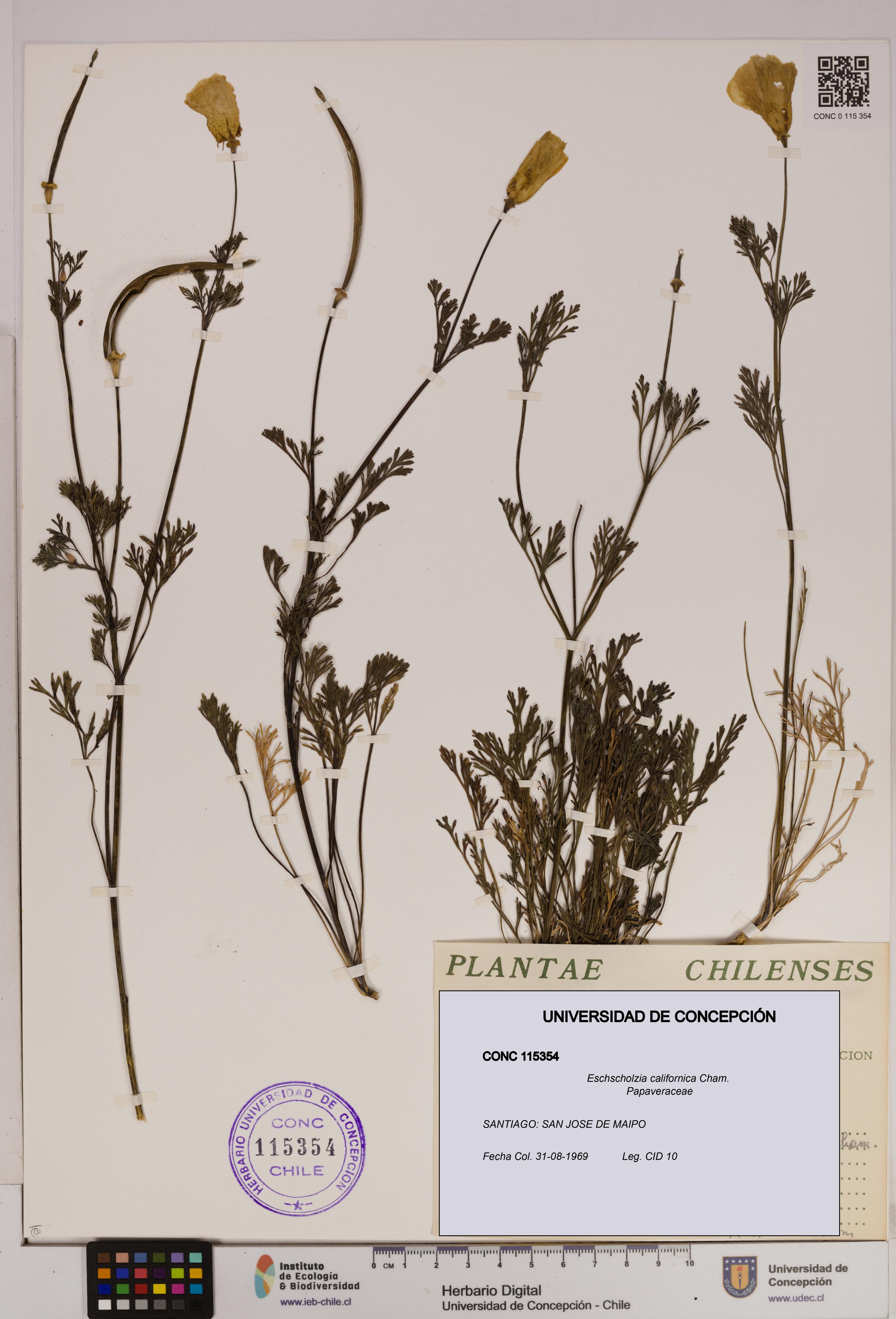 Eschscholzia californica [Espécimen: UDEC:CONC:0115354]