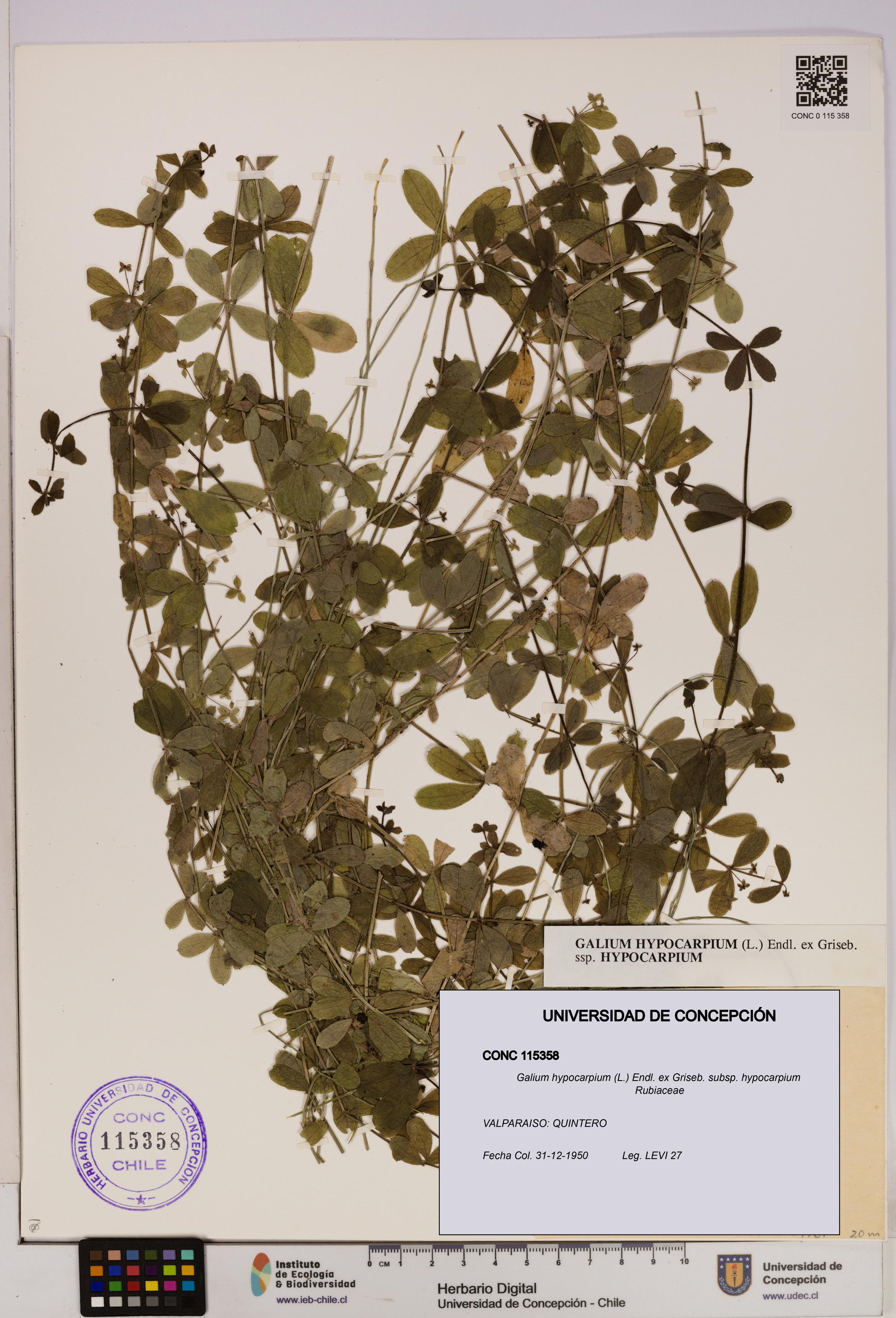Galium hypocarpium subsp. hypocarpium [Espécimen: UDEC:CONC:0115358]