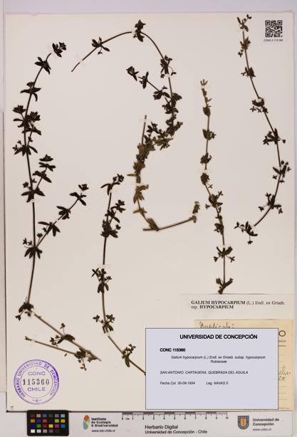 Galium hypocarpium subsp. hypocarpium [Espécimen: UDEC:CONC:0115360]