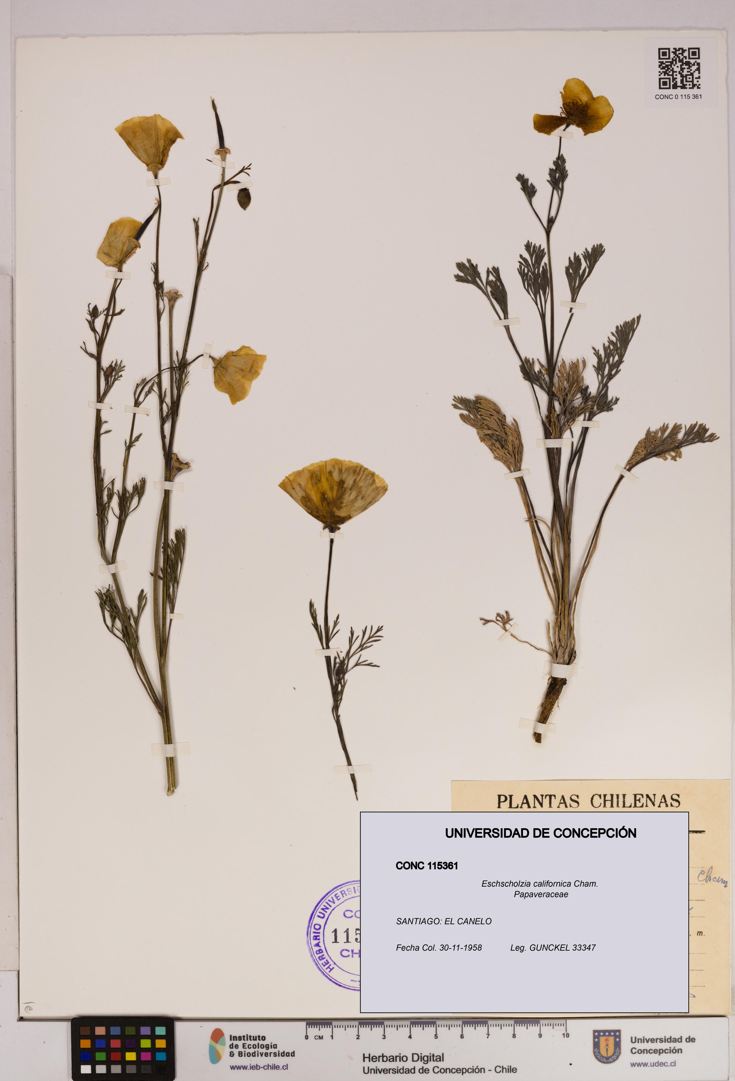 Eschscholzia californica [Espécimen: UDEC:CONC:0115361]