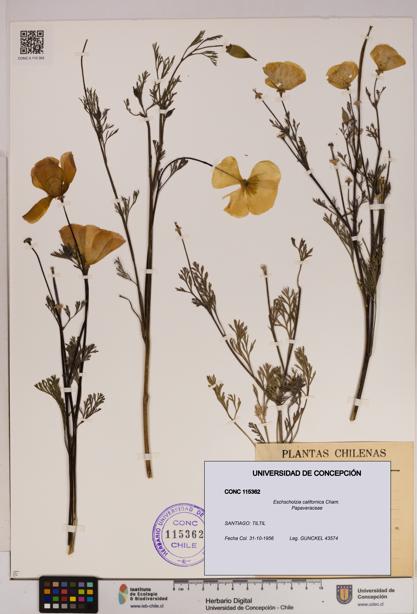 Eschscholzia californica [Espécimen: UDEC:CONC:0115362]