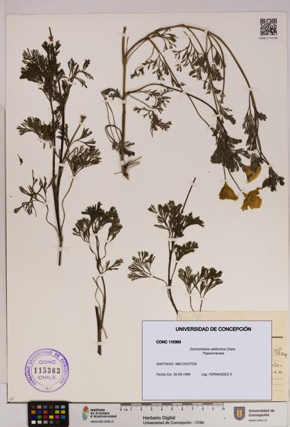 Eschscholzia californica [Espécimen: UDEC:CONC:0115363]
