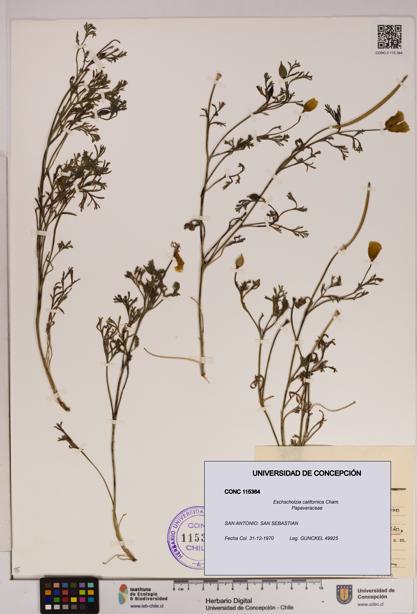 Eschscholzia californica [Espécimen: UDEC:CONC:0115364]