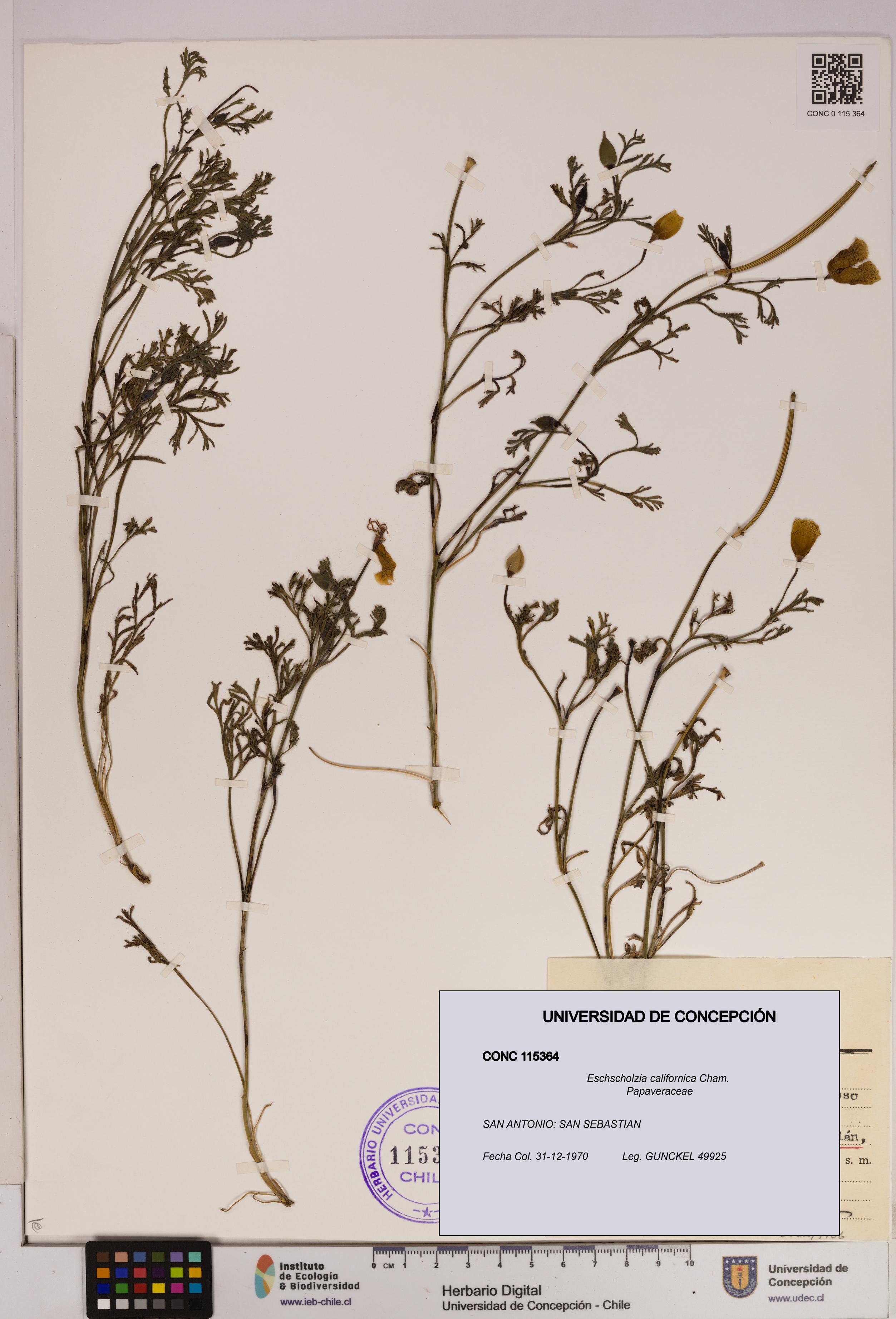 Eschscholzia californica [Espécimen: UDEC:CONC:0115364]