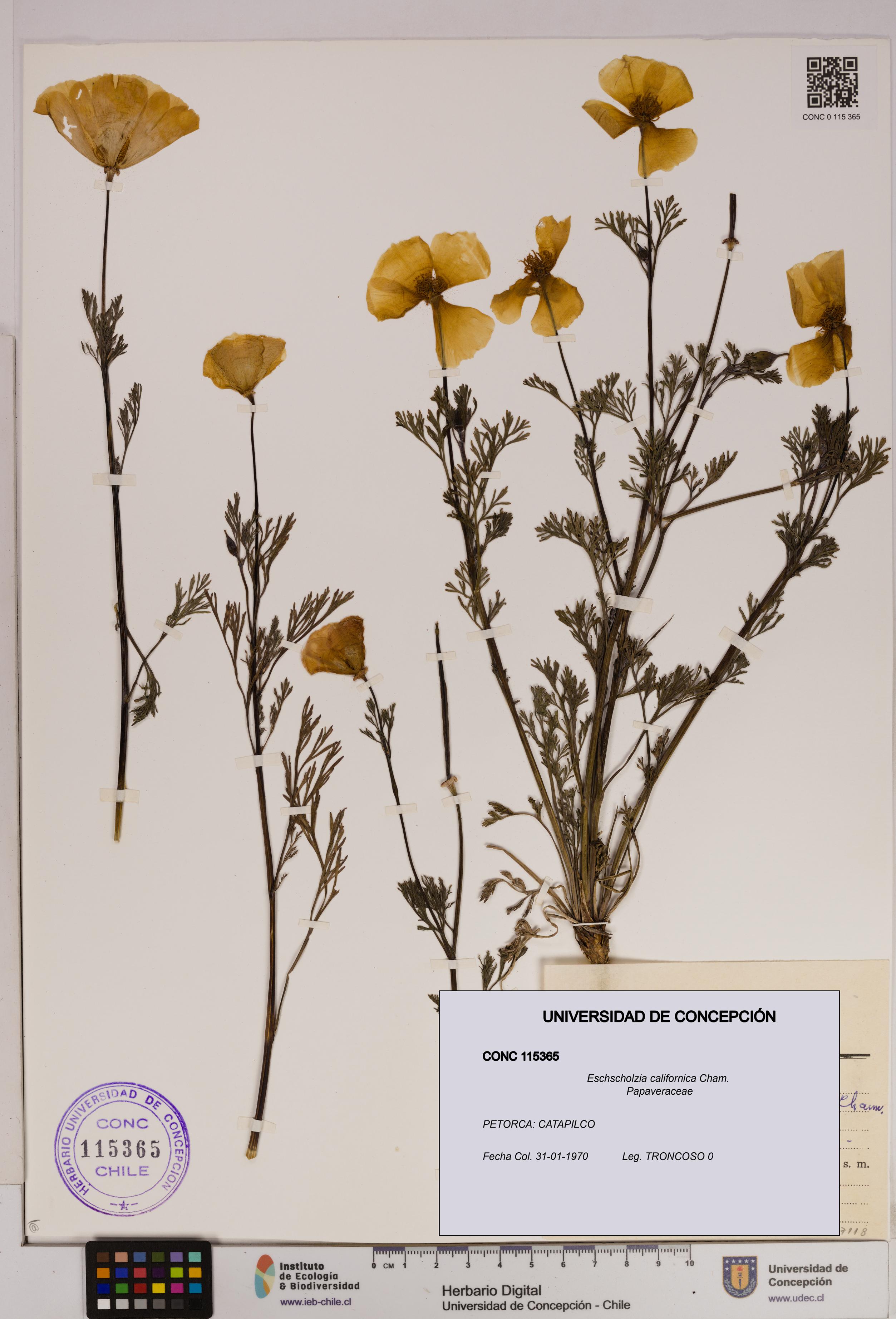 Eschscholzia californica [Espécimen: UDEC:CONC:0115365]