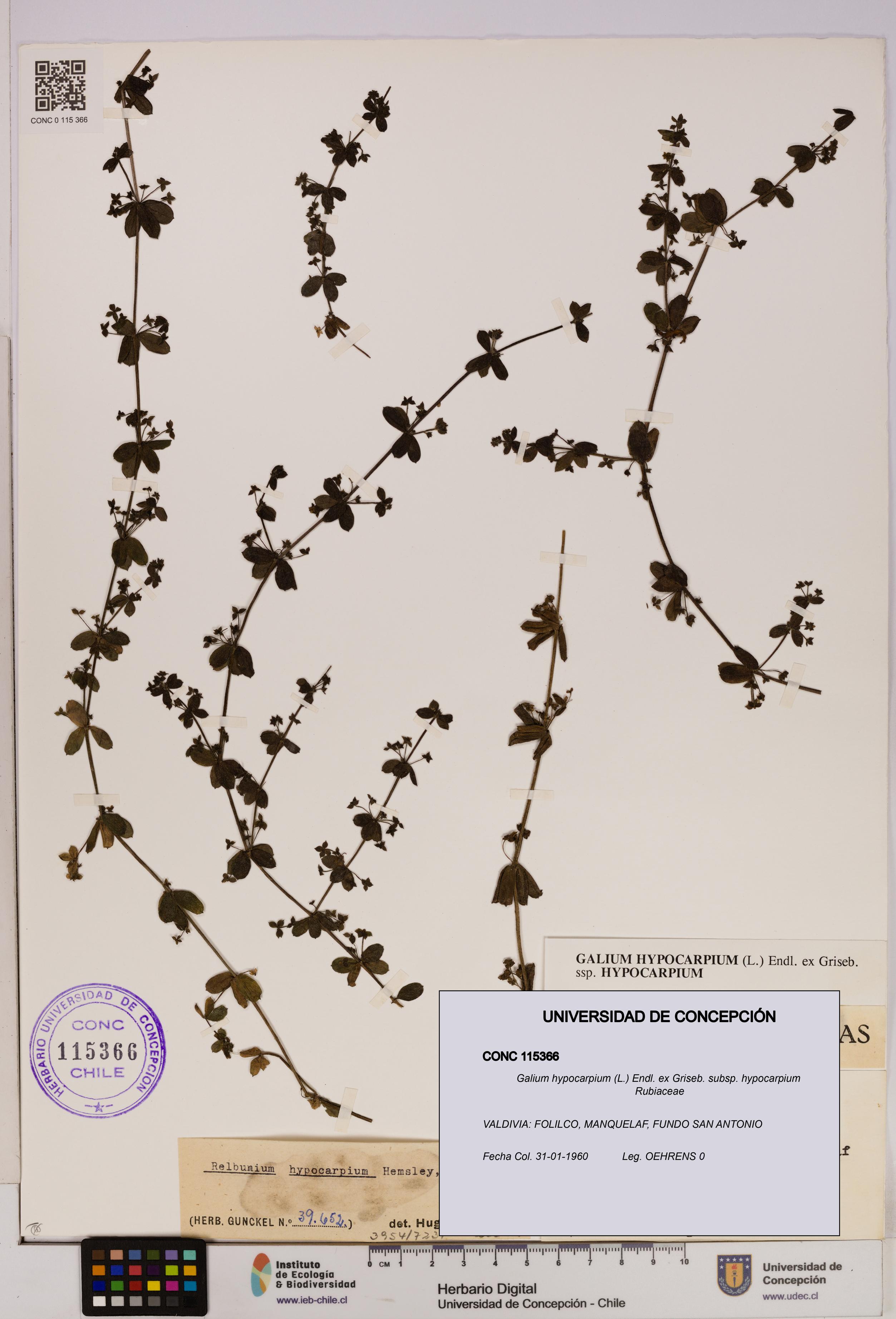 Galium hypocarpium subsp. hypocarpium [Espécimen: UDEC:CONC:0115366]