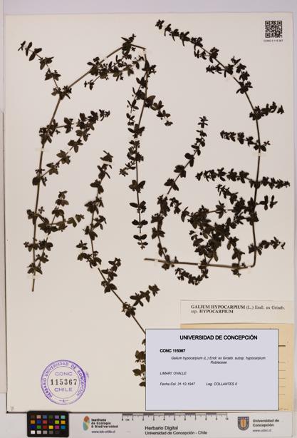 Galium hypocarpium subsp. hypocarpium [Espécimen: UDEC:CONC:0115367]