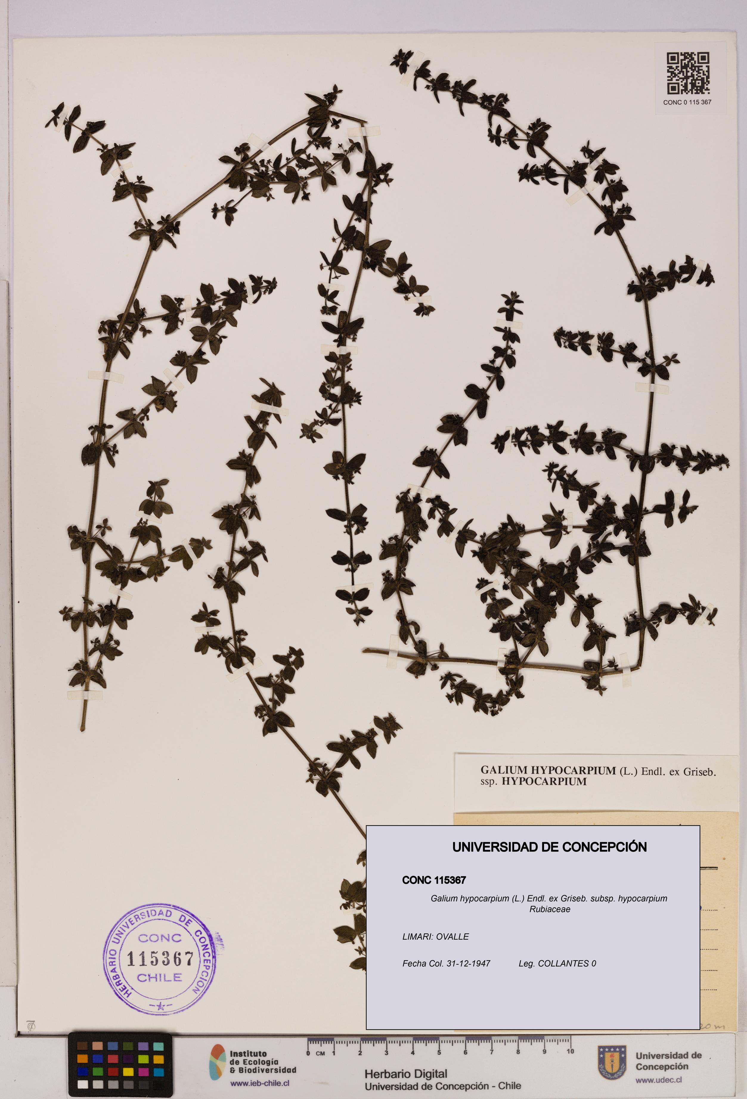 Galium hypocarpium subsp. hypocarpium [Espécimen: UDEC:CONC:0115367]
