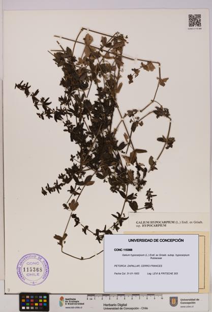 Galium hypocarpium subsp. hypocarpium [Espécimen: UDEC:CONC:0115368]