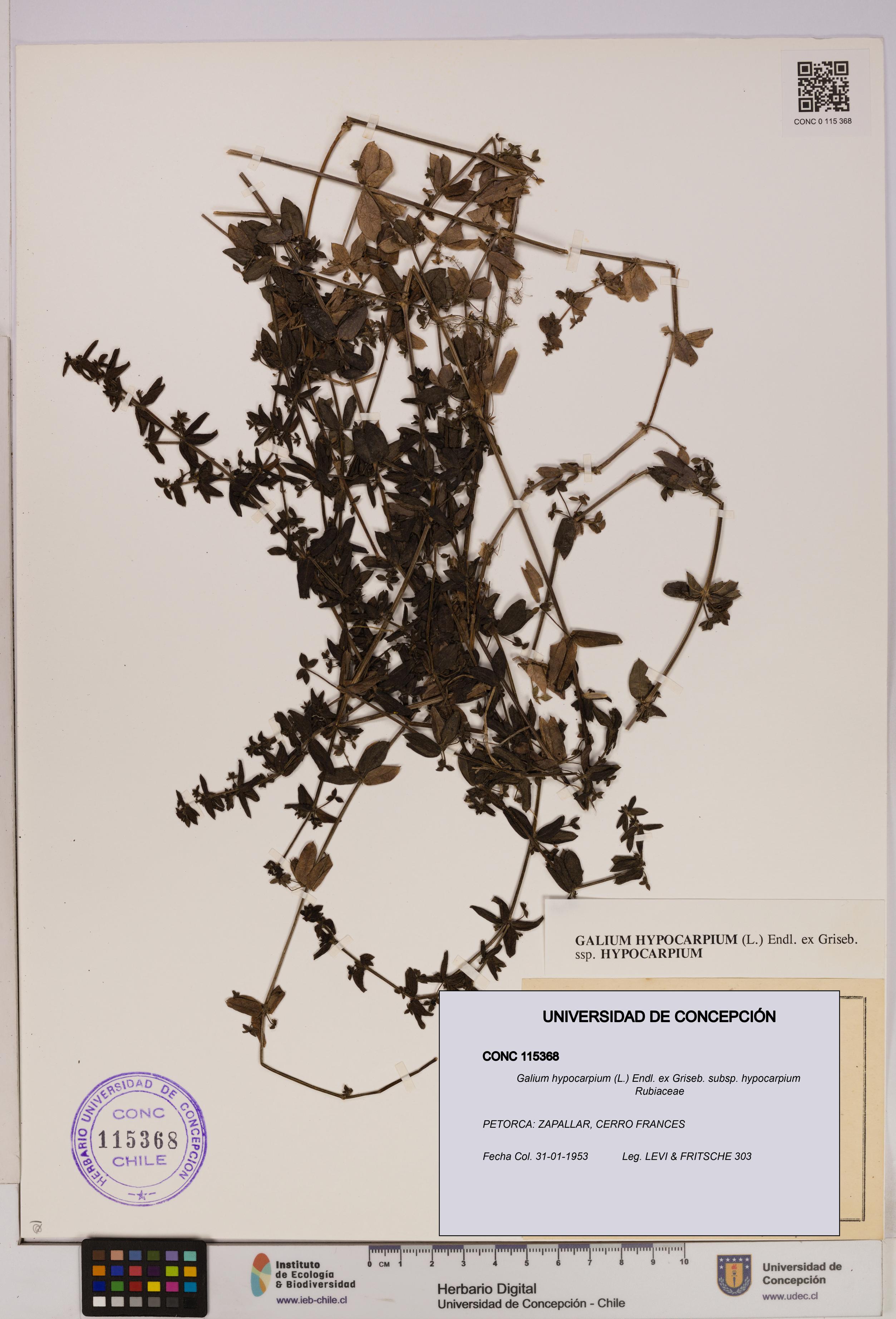 Galium hypocarpium subsp. hypocarpium [Espécimen: UDEC:CONC:0115368]
