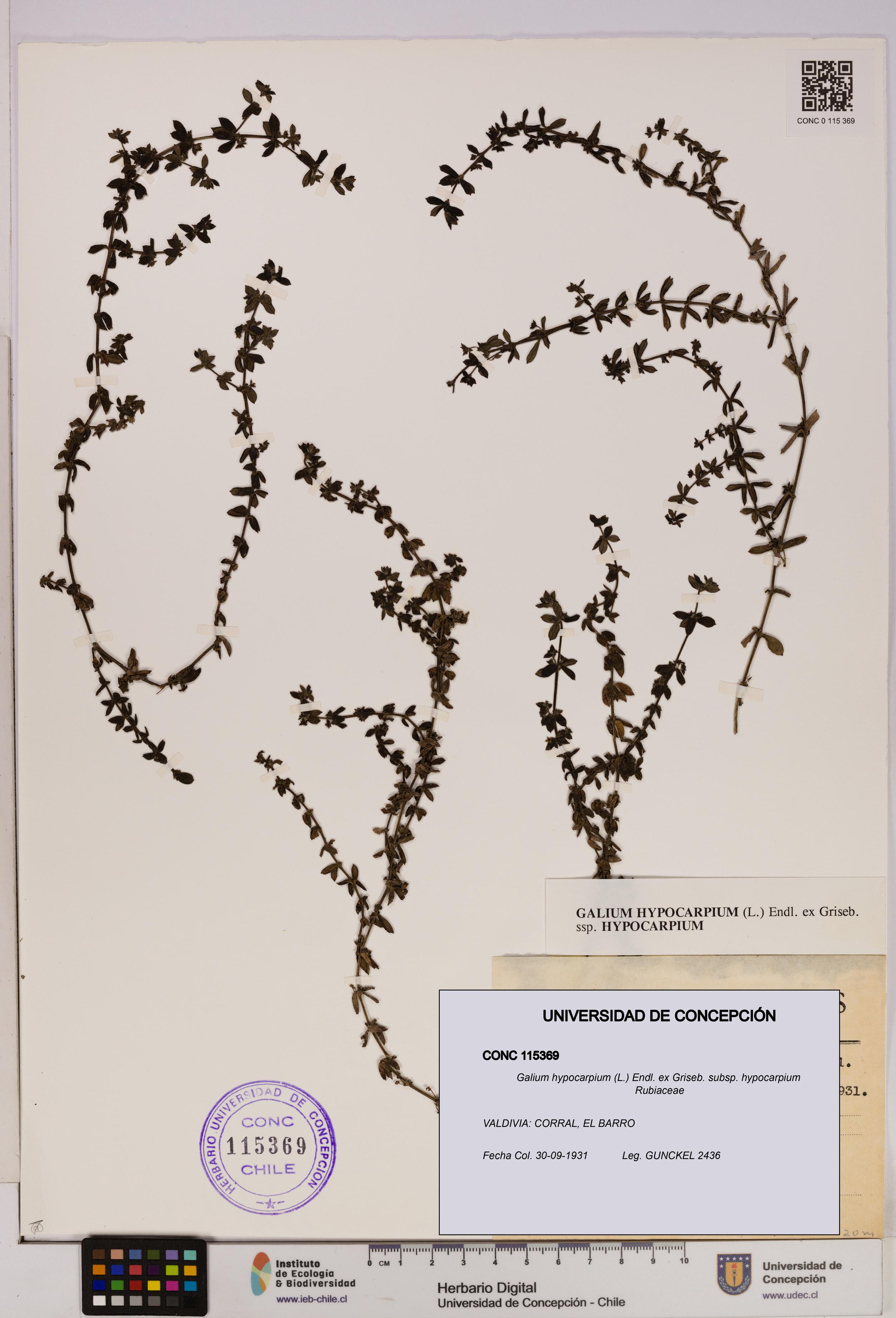 Galium hypocarpium subsp. hypocarpium [Espécimen: UDEC:CONC:0115369]