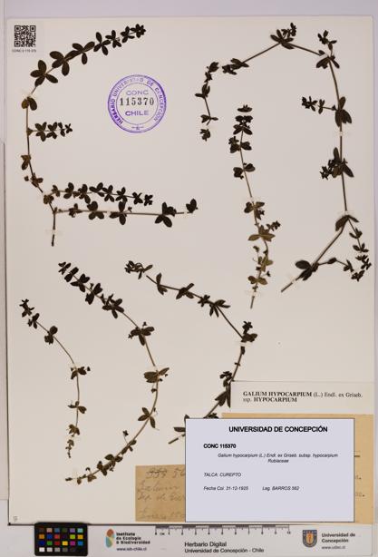 Galium hypocarpium subsp. hypocarpium [Espécimen: UDEC:CONC:0115370]