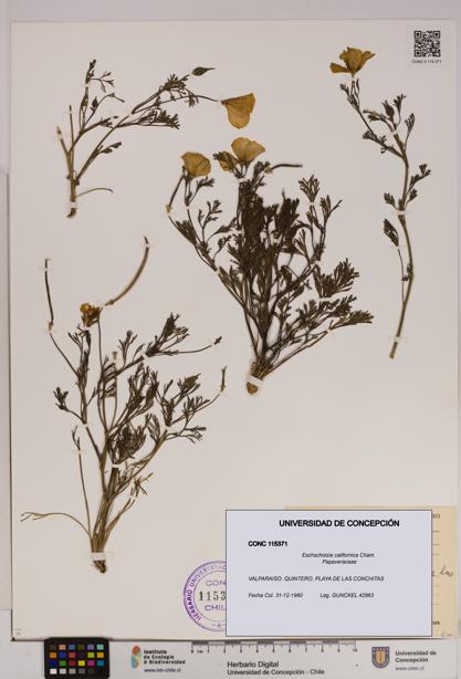 Eschscholzia californica [Espécimen: UDEC:CONC:0115371]