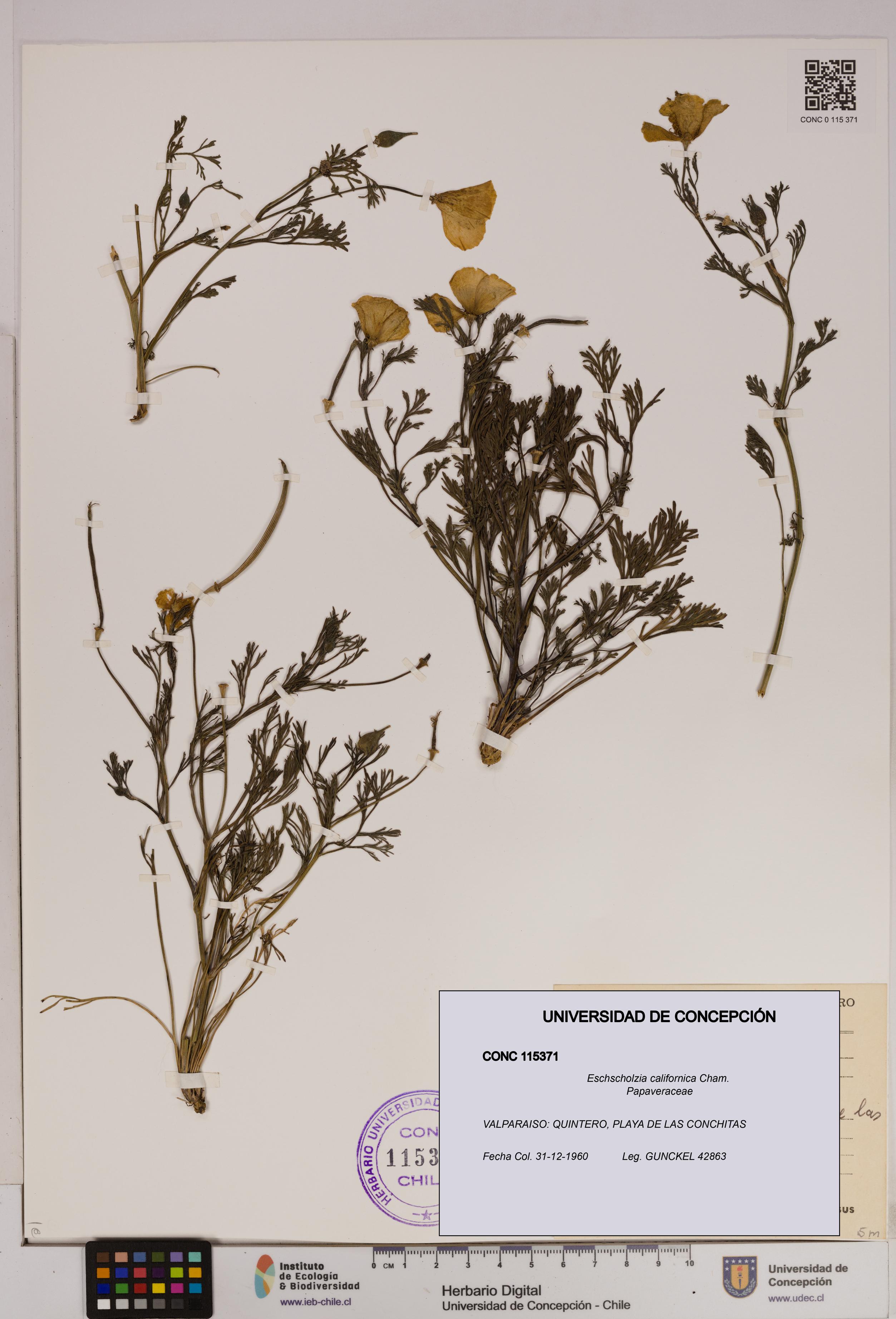 Eschscholzia californica [Espécimen: UDEC:CONC:0115371]