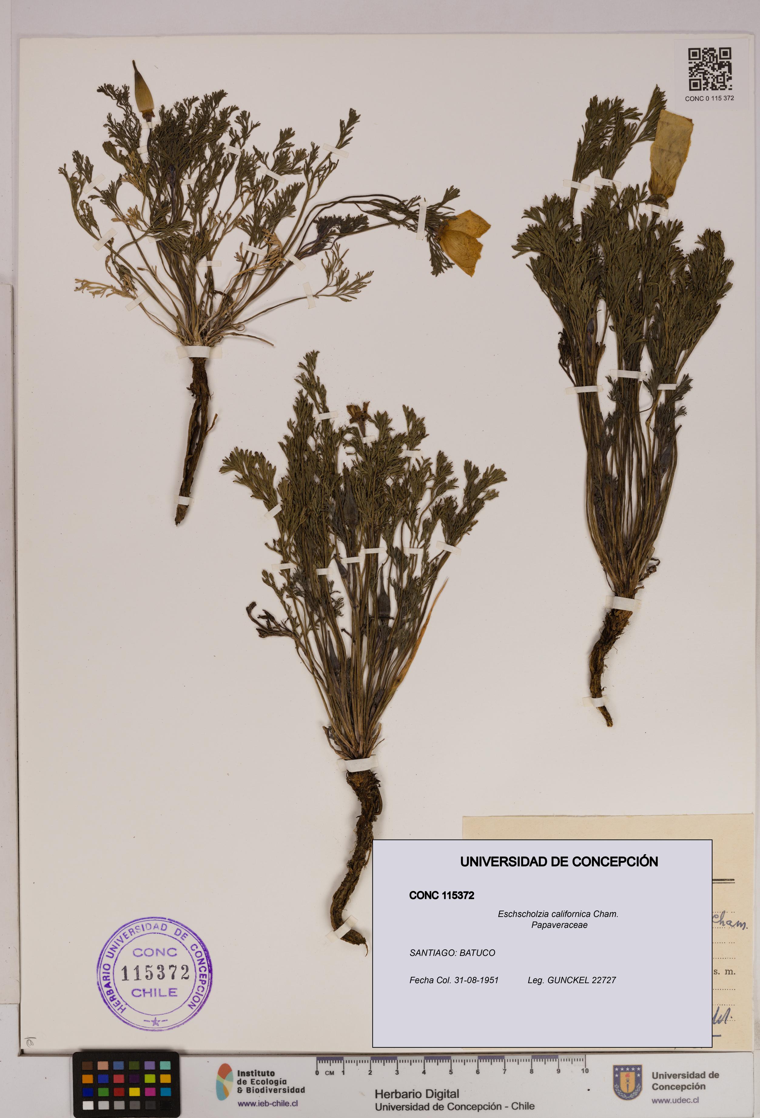 Eschscholzia californica [Espécimen: UDEC:CONC:0115372]