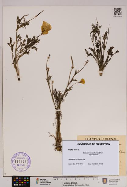 Eschscholzia californica [Espécimen: UDEC:CONC:0115373]