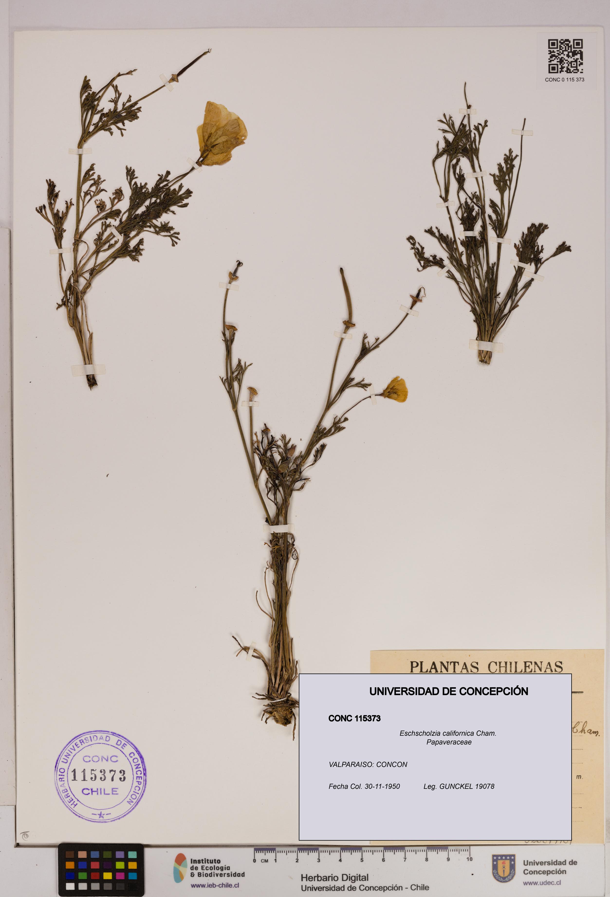 Eschscholzia californica [Espécimen: UDEC:CONC:0115373]