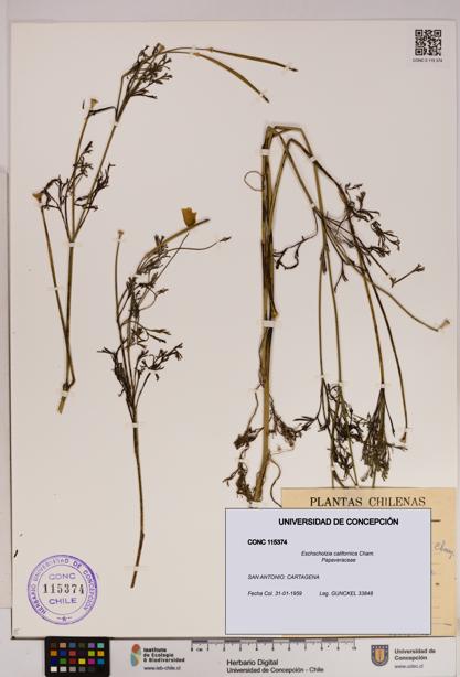 Eschscholzia californica [Espécimen: UDEC:CONC:0115374]