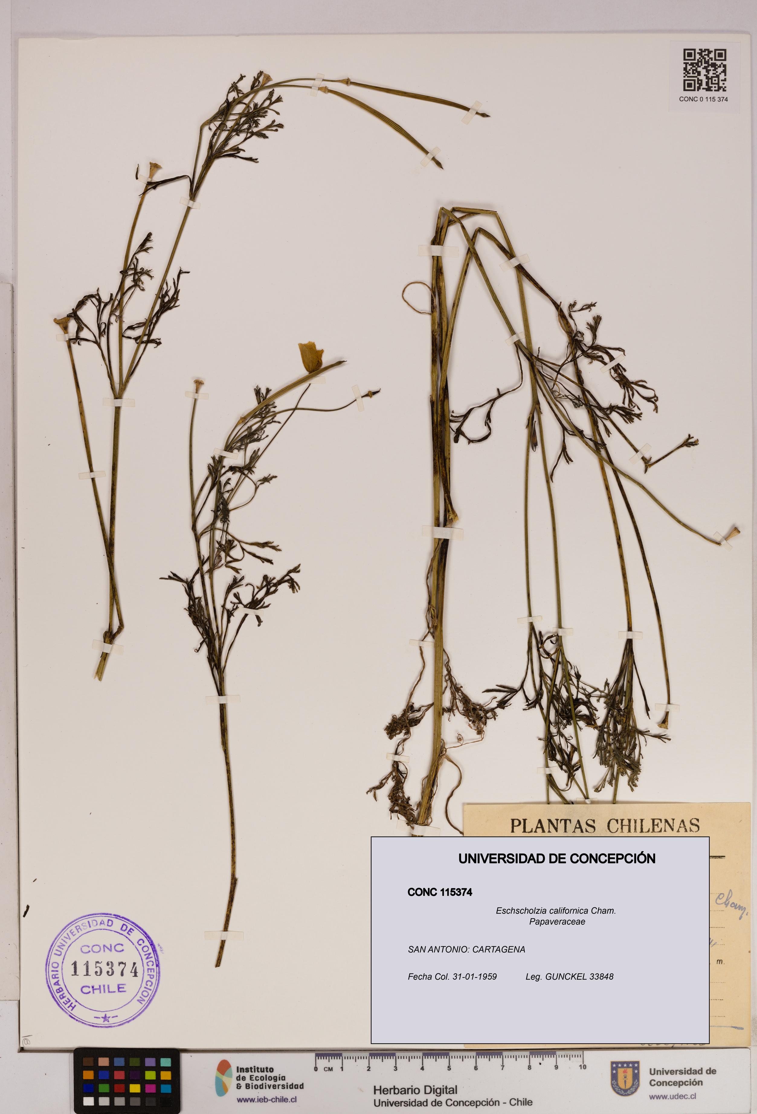 Eschscholzia californica [Espécimen: UDEC:CONC:0115374]