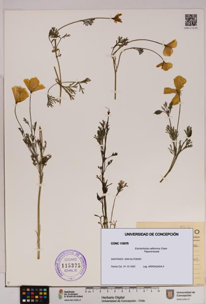 Eschscholzia californica [Espécimen: UDEC:CONC:0115375]