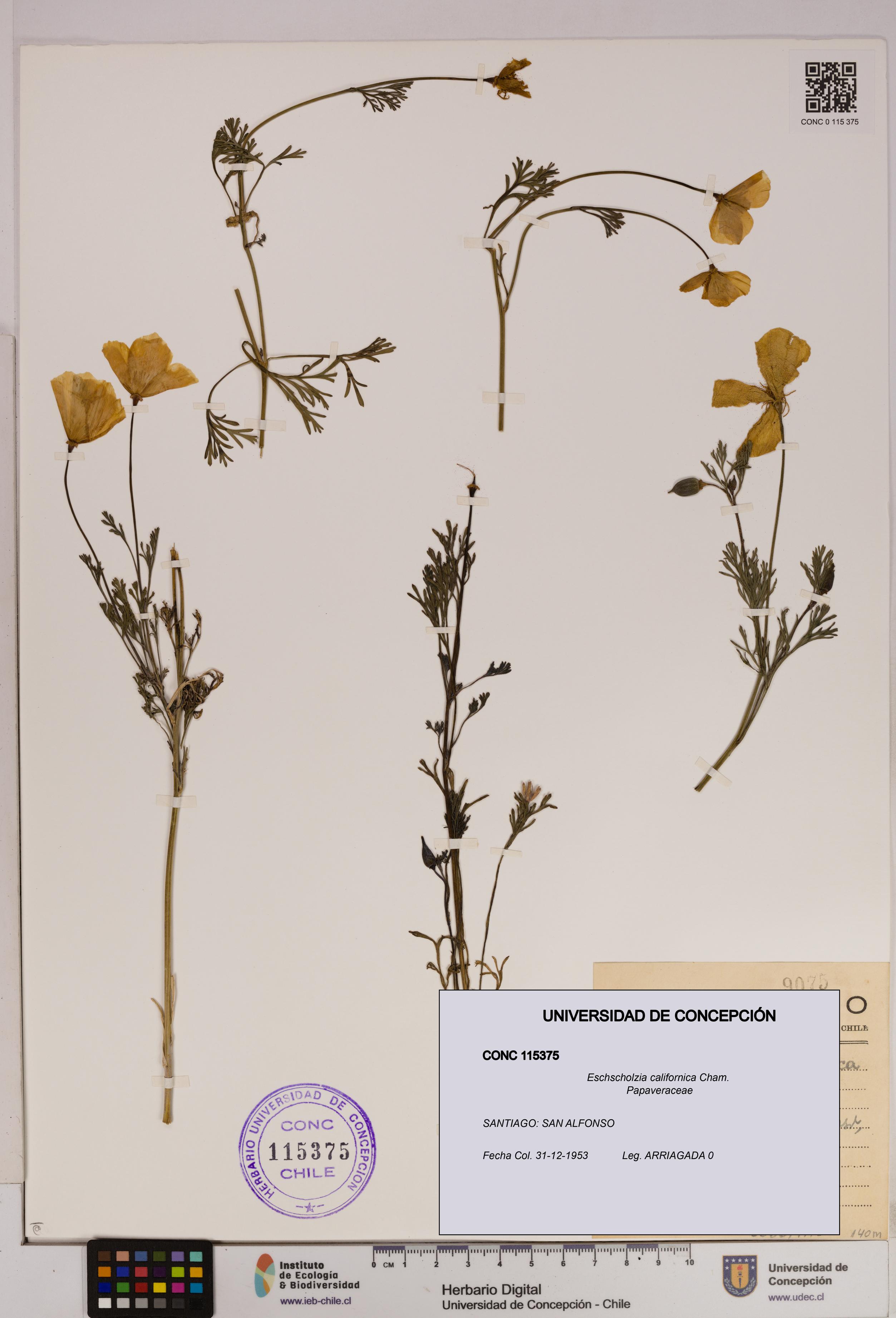 Eschscholzia californica [Espécimen: UDEC:CONC:0115375]