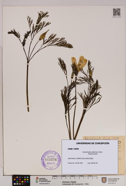 Eschscholzia californica [Espécimen: UDEC:CONC:0115376]