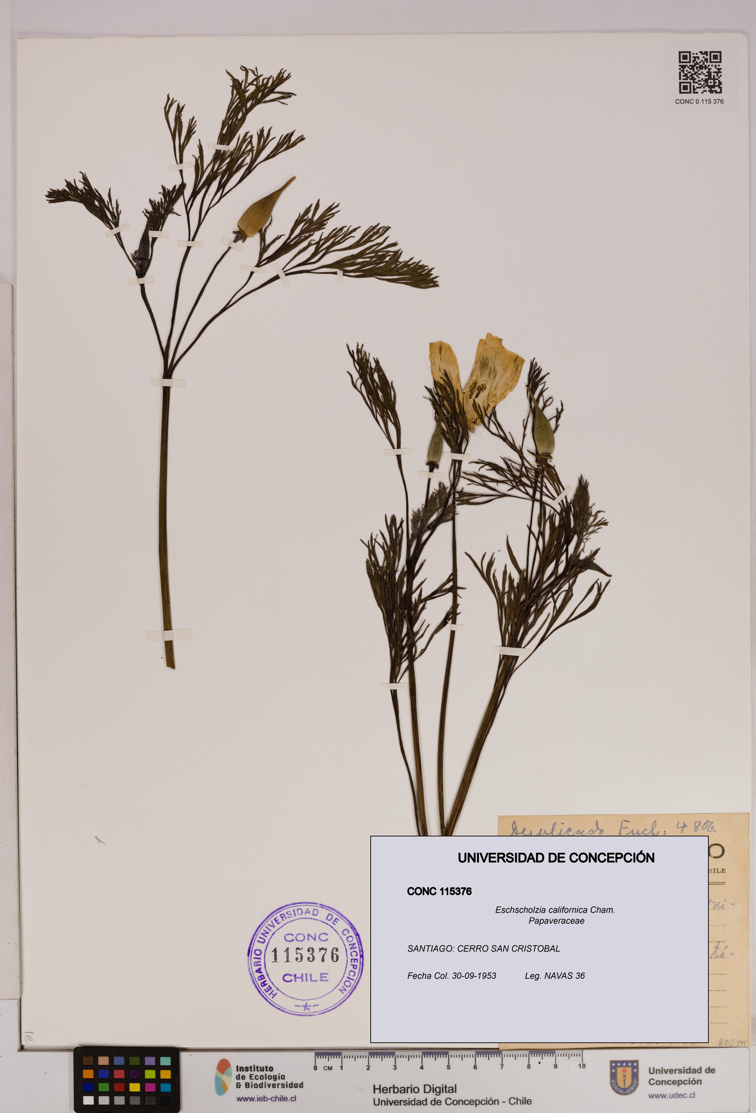 Eschscholzia californica [Espécimen: UDEC:CONC:0115376]