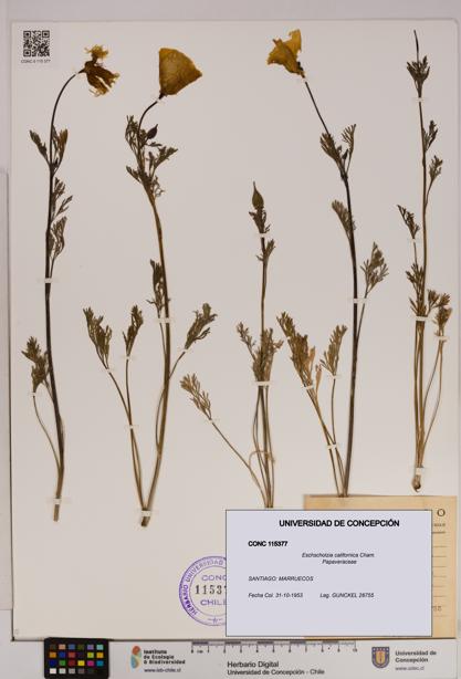 Eschscholzia californica [Espécimen: UDEC:CONC:0115377]
