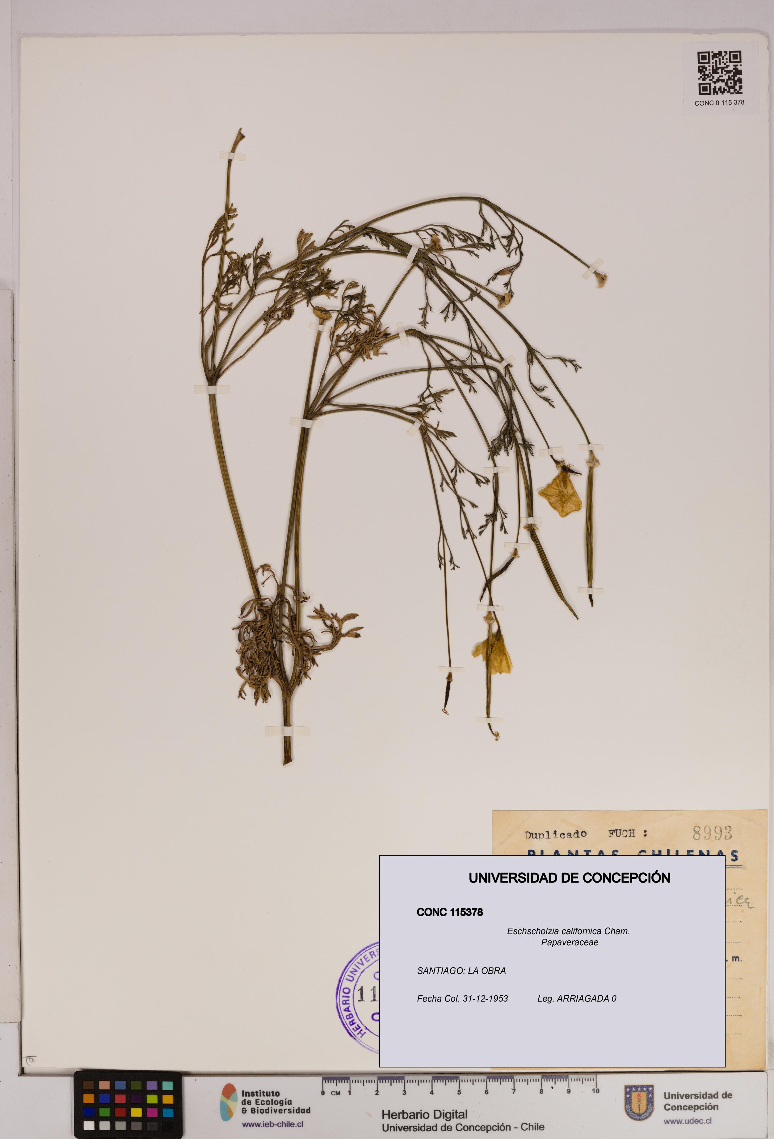 Eschscholzia californica [Espécimen: UDEC:CONC:0115378]