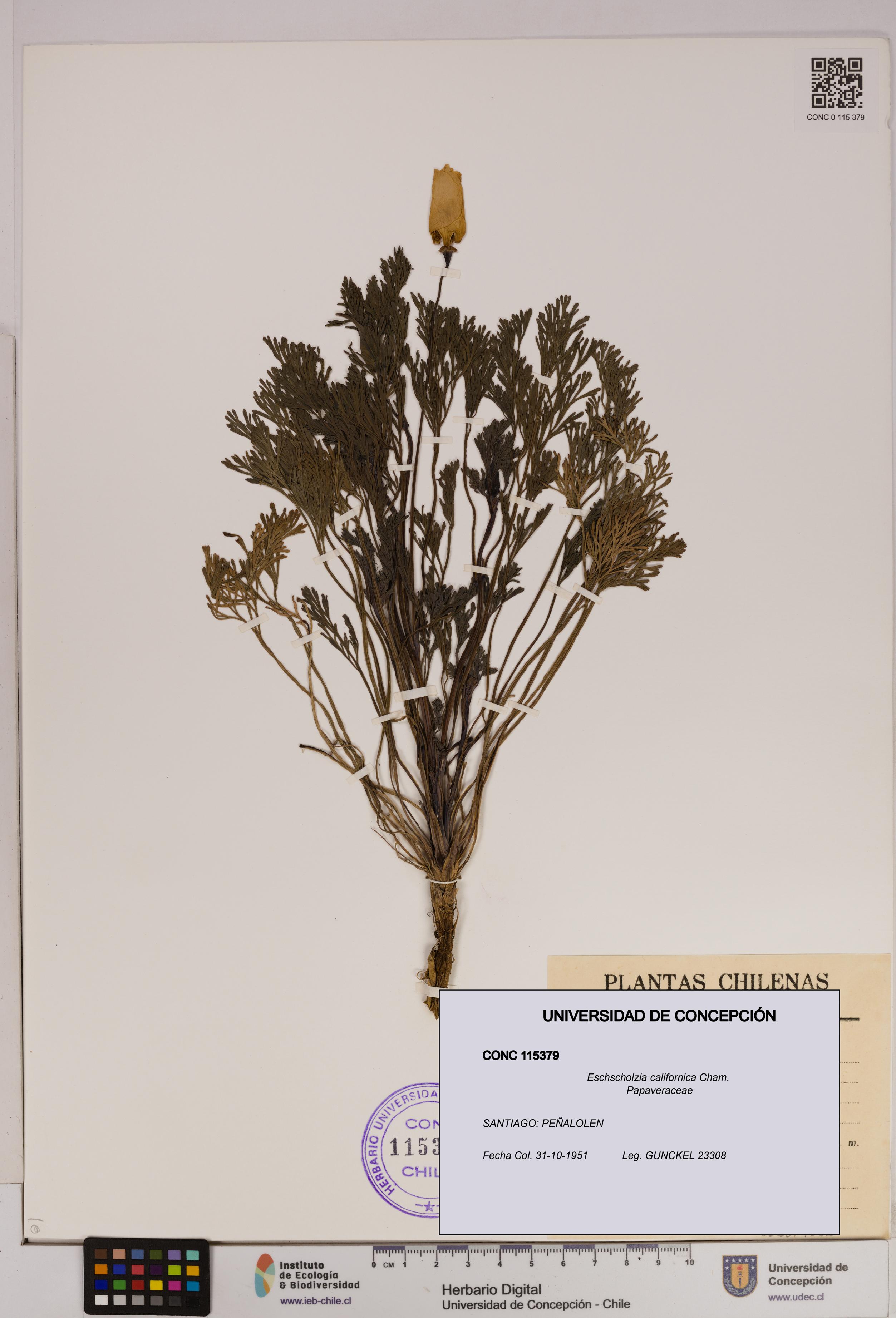 Eschscholzia californica [Espécimen: UDEC:CONC:0115379]