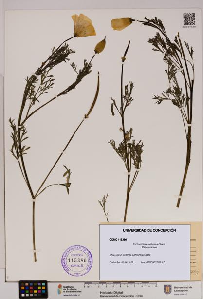 Eschscholzia californica [Espécimen: UDEC:CONC:0115380]