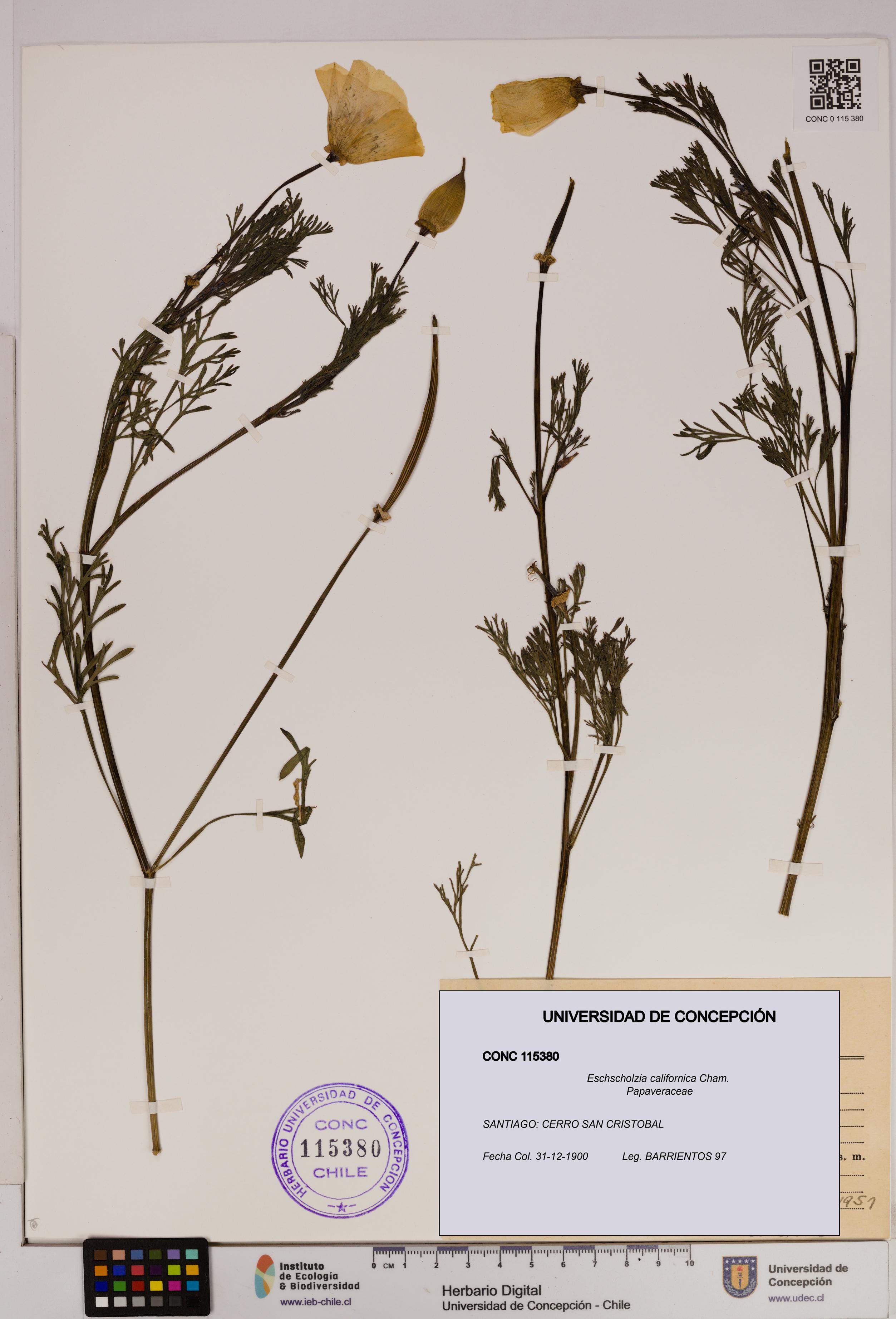 Eschscholzia californica [Espécimen: UDEC:CONC:0115380]