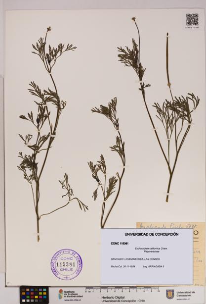 Eschscholzia californica [Espécimen: UDEC:CONC:0115381]