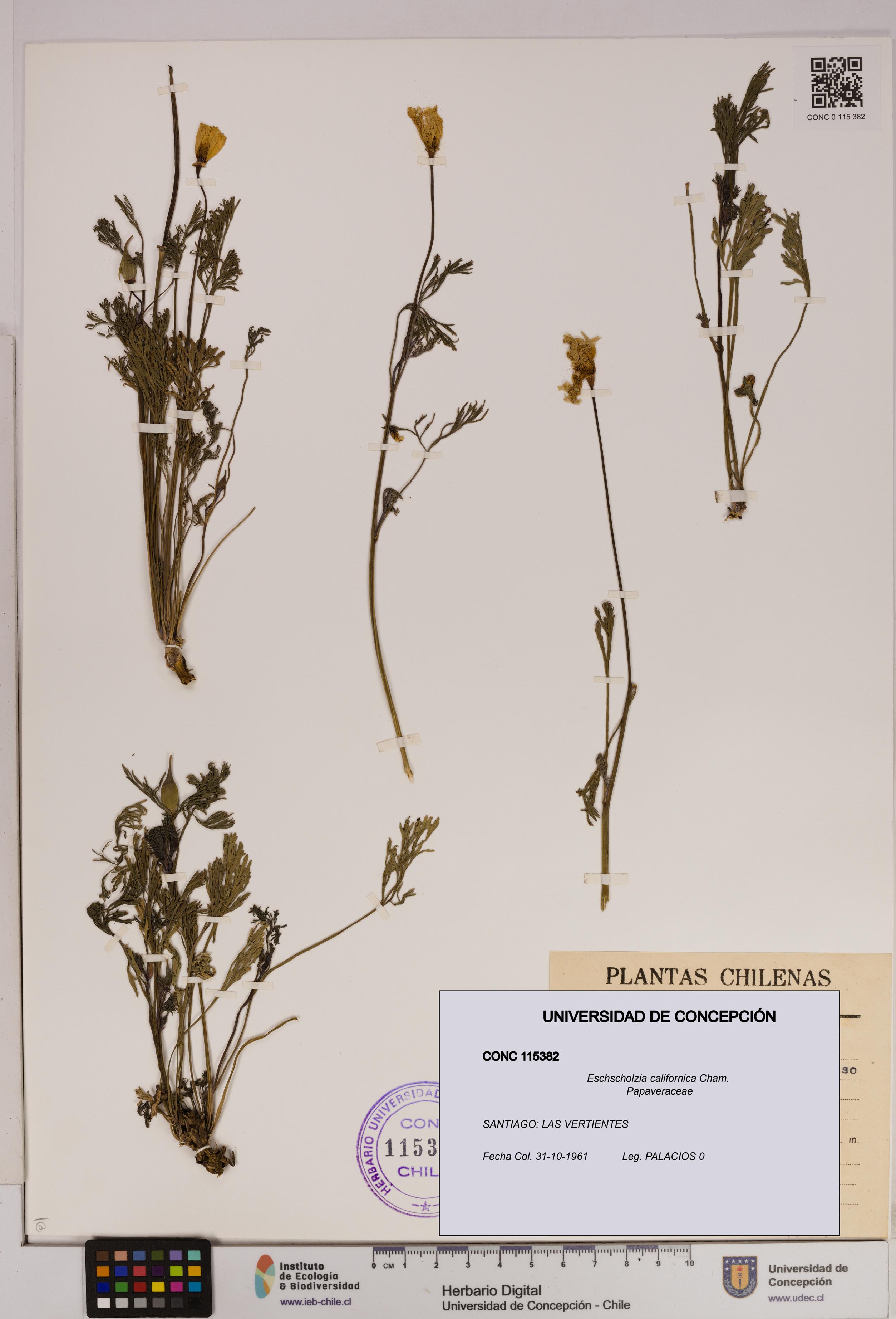 Eschscholzia californica [Espécimen: UDEC:CONC:0115382]