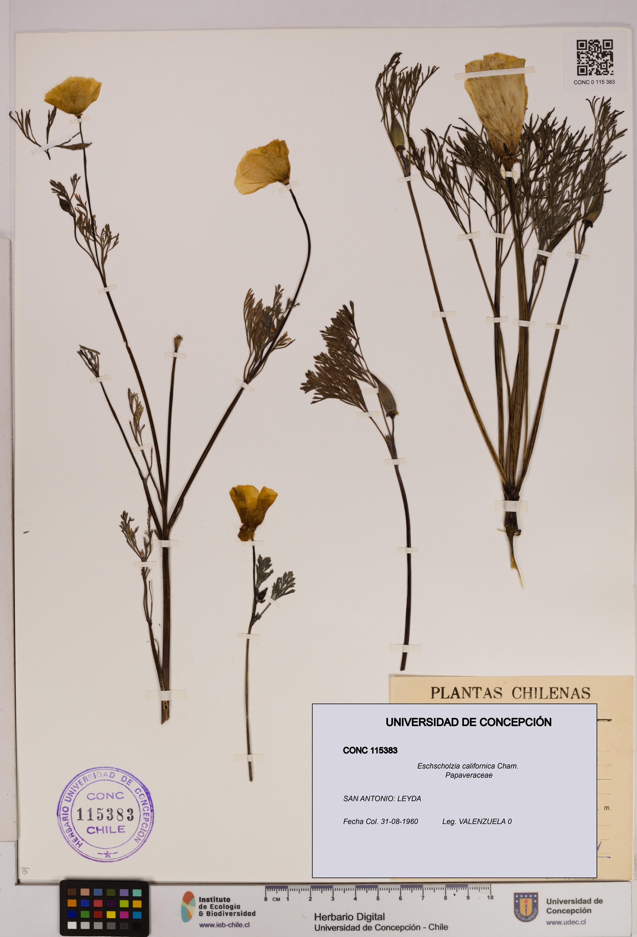 Eschscholzia californica [Espécimen: UDEC:CONC:0115383]