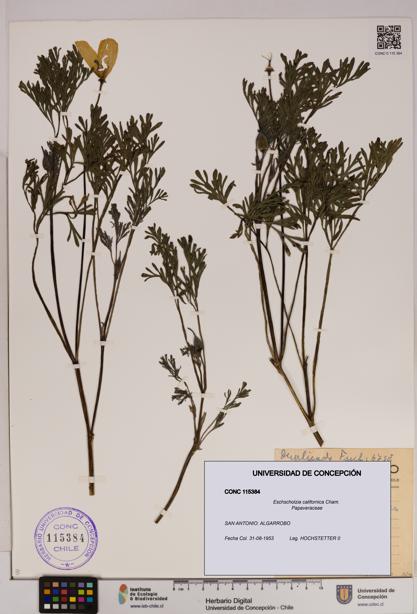 Eschscholzia californica [Espécimen: UDEC:CONC:0115384]