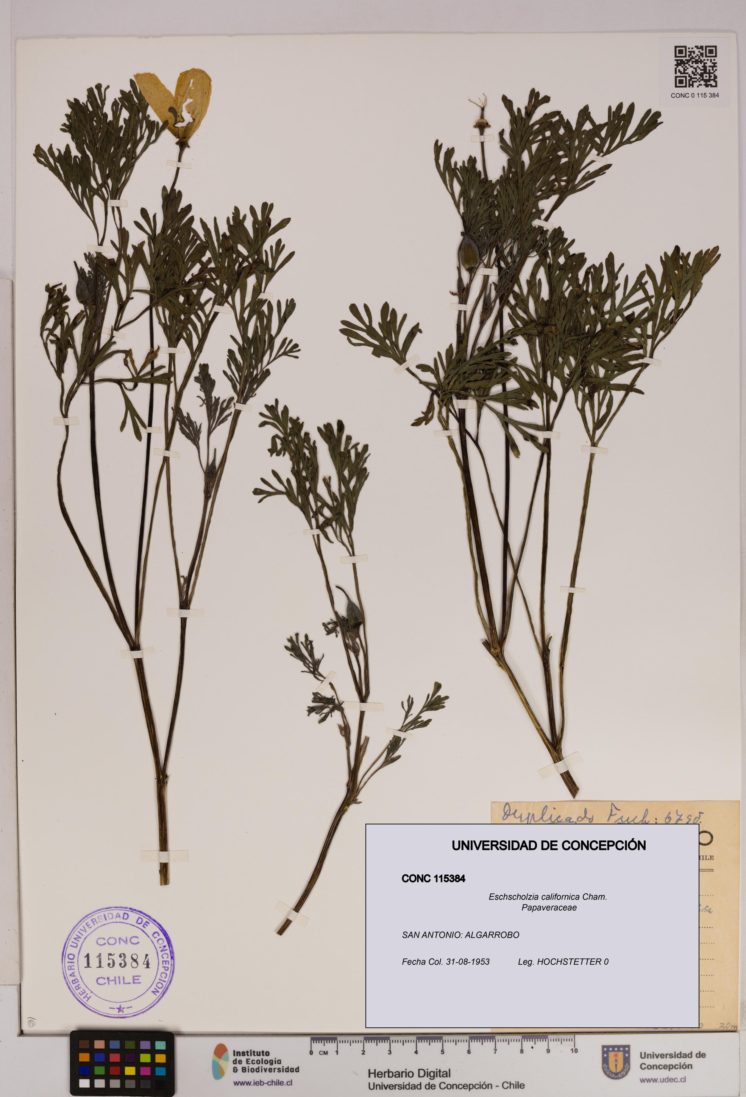 Eschscholzia californica [Espécimen: UDEC:CONC:0115384]