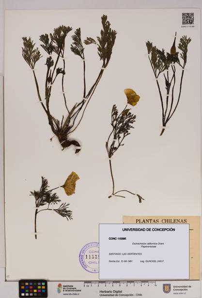 Eschscholzia californica [Espécimen: UDEC:CONC:0115385]