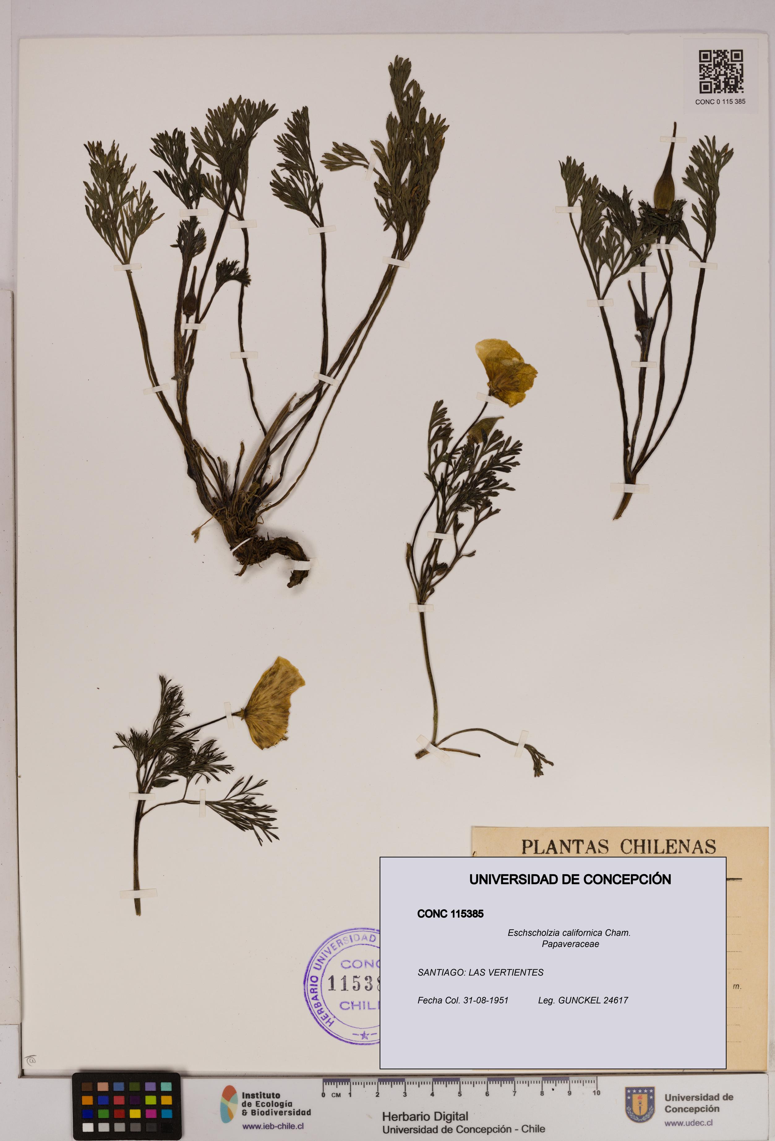 Eschscholzia californica [Espécimen: UDEC:CONC:0115385]