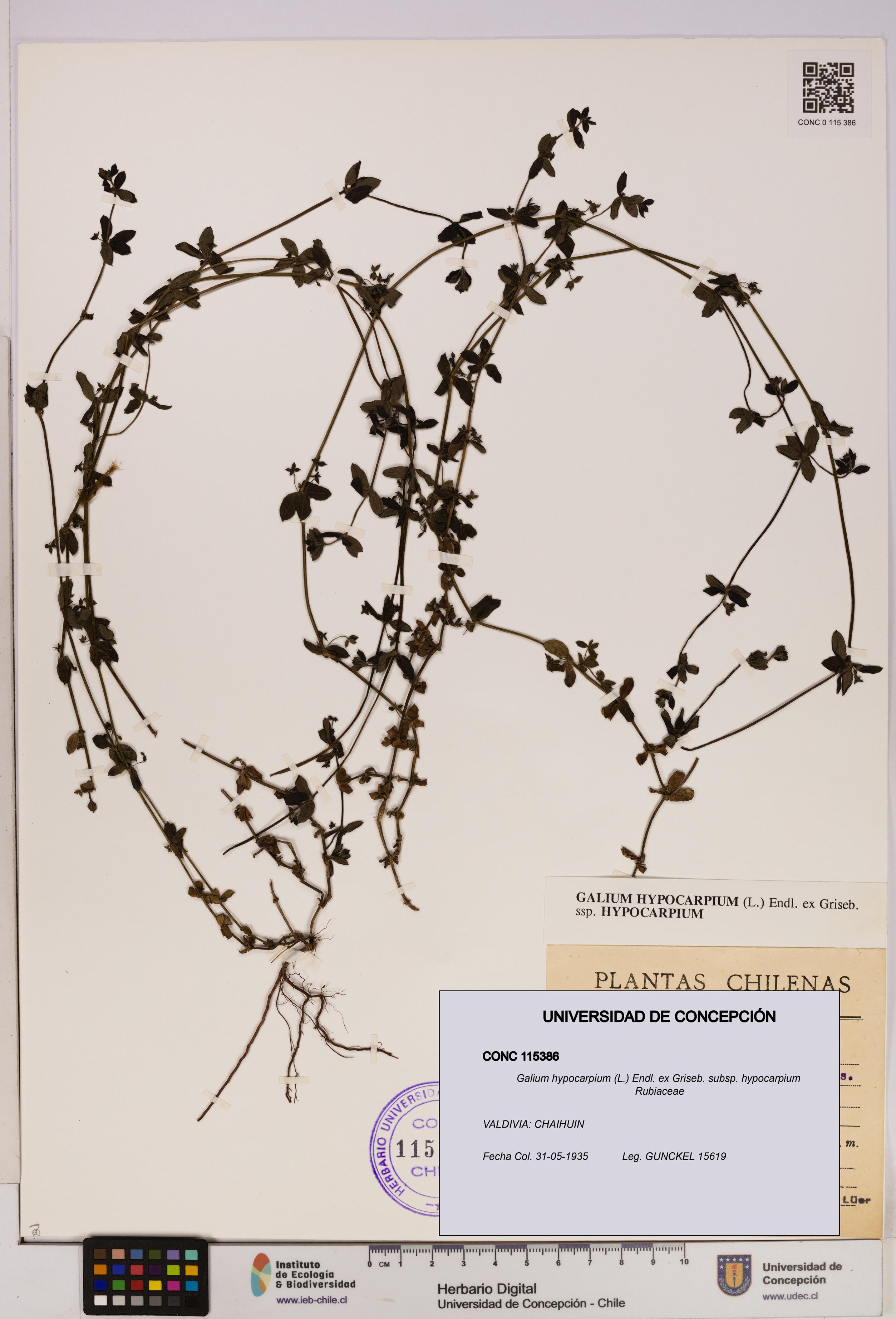 Galium hypocarpium subsp. hypocarpium [Espécimen: UDEC:CONC:0115386]