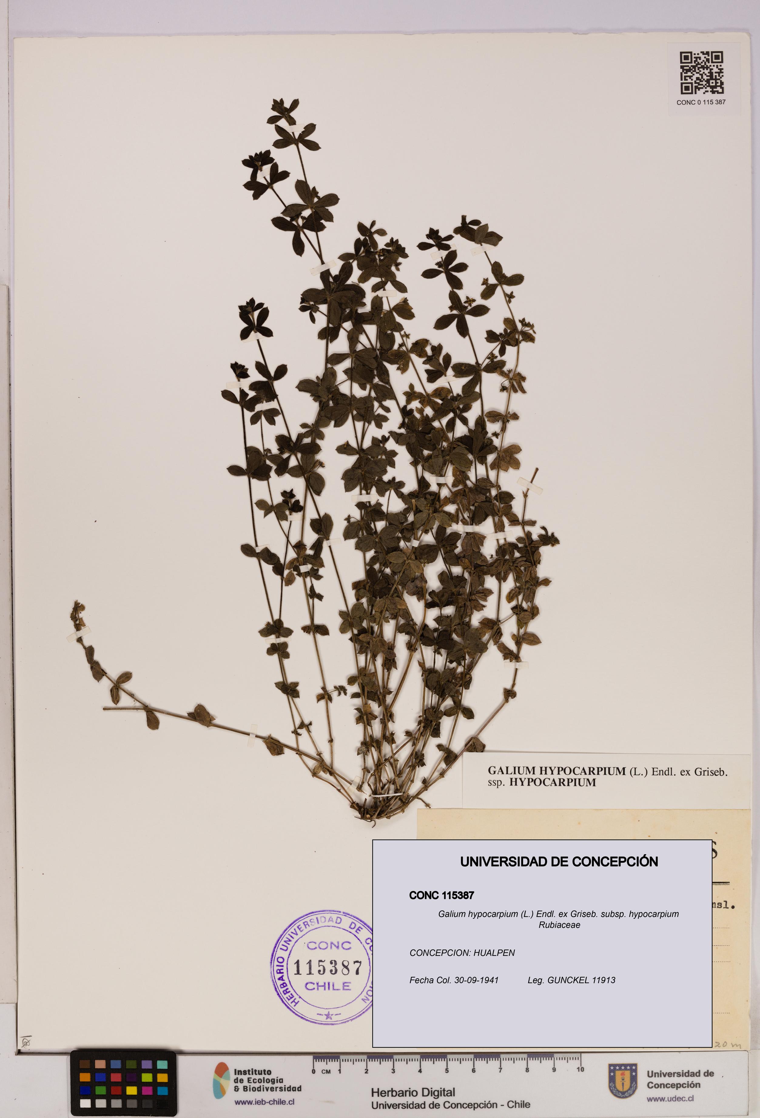 Galium hypocarpium subsp. hypocarpium [Espécimen: UDEC:CONC:0115387]