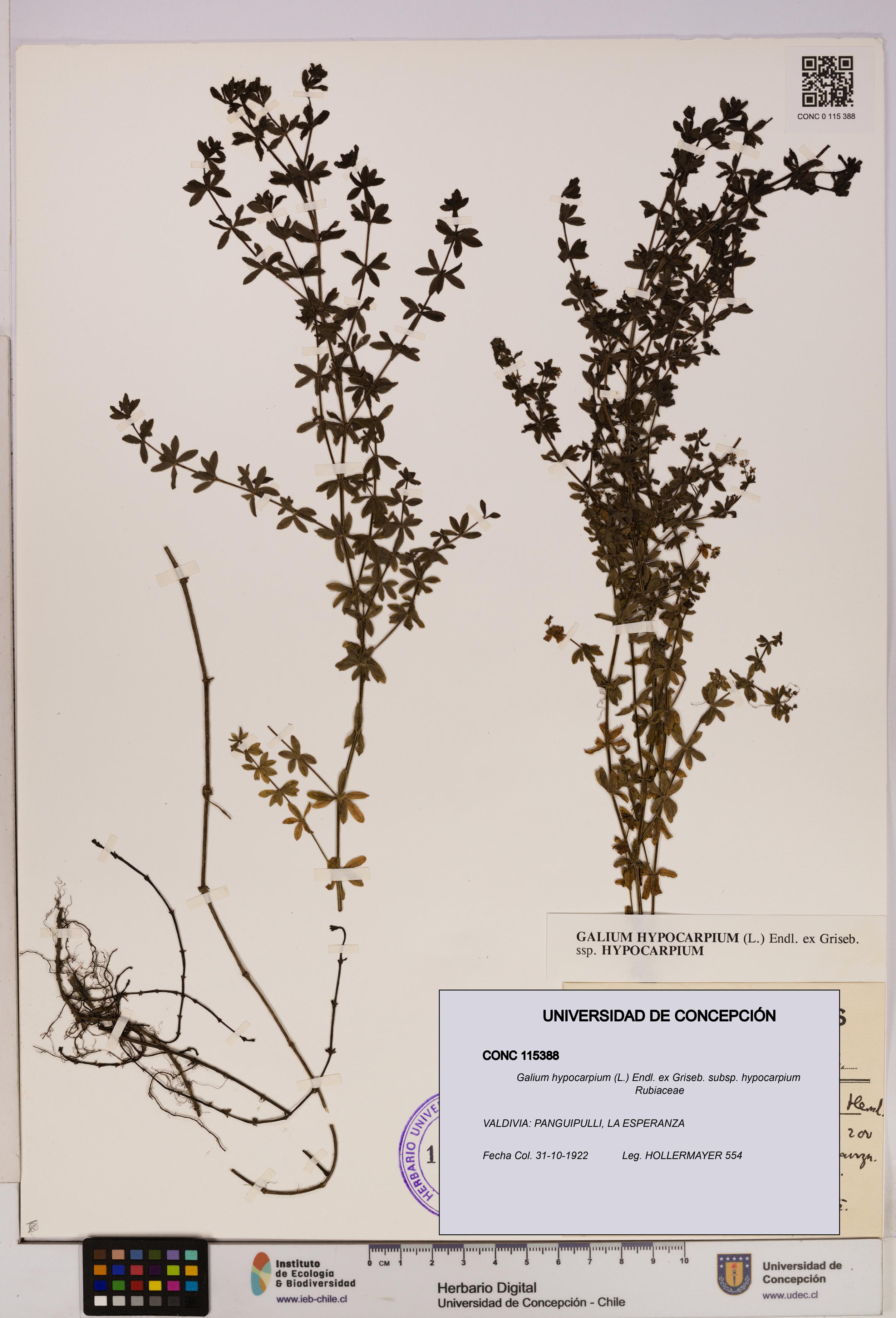 Galium hypocarpium subsp. hypocarpium [Espécimen: UDEC:CONC:0115388]