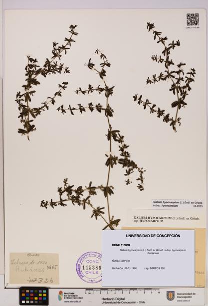 Galium hypocarpium subsp. hypocarpium [Espécimen: UDEC:CONC:0115389]